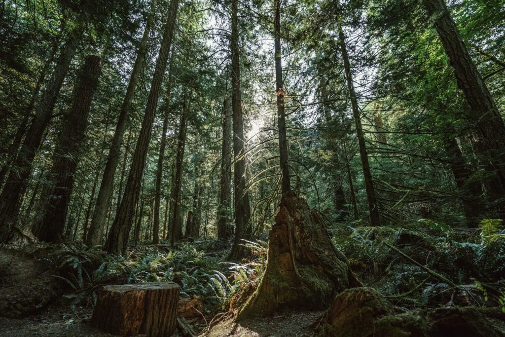Dense forest, eco environmental nonprofits - nonprofit website tips